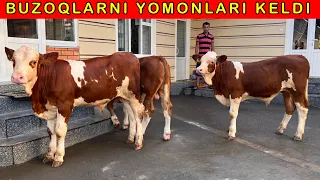 Shapaloqlar bolsin degan SIMMENTAL BUZOQLAR shu boladi