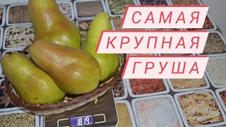 Сорт груши Брянская красавица. Рассказывает Васильев Сергей.