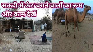 सऊदी अरब में ऊंट चराने वाले का रूम और काम देखें |saudi me unt charane walon ki life | the camels