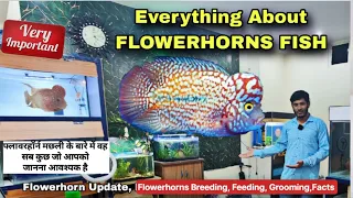 All About Flowerhorns - GB Flowerhorn Care , Feeding | Head Growth | Grooming Tips | water Tricks