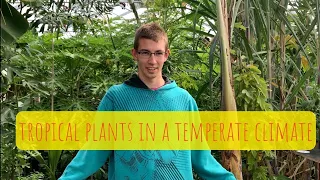 How to grow tropical plants in a temperate climate?