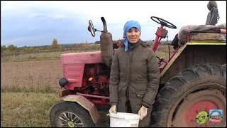 Осенняя посадка чеснока. Сажаем 20 соток вручную.Ручная чеснокосажалка своими руками!