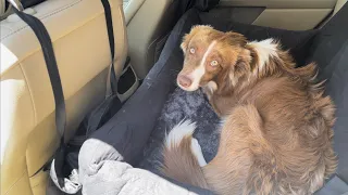 Bnonya Dog Car Seat Amazon Review
