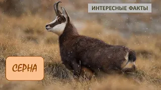 СЕРНА🐐/Копытные/Животные/Интересные факты