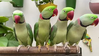 4 Ringneck Beautiful Talking Amazing | PBI Official