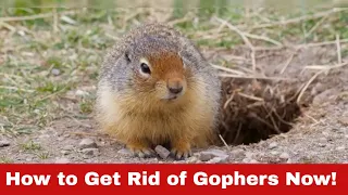 Gopher Invasion? Here's How to Get Rid of Gophers!