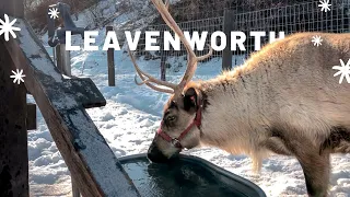 Visiting the Leavenworth Reindeer Farm | Day Trip from Seattle