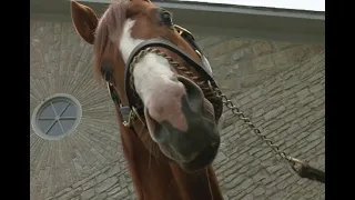 Kentucky Derby Winners American Pharaoh, Justify and Funny Cide - Where are they now???