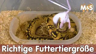 Richtige Futtertiergröße wählen? | Wir füttern Schlangen und Echsen!