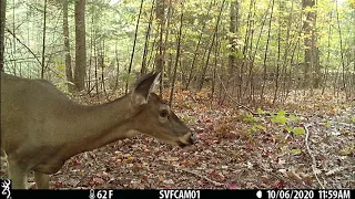 A Deer Fell Asleep In Front of The Trail Camera! Also some funny fawn footage!