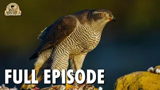 Wild America | S9 E2 'The Grouse and the Goshawk' | Full Episode | FANGS