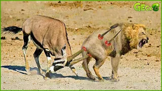 30 Brutal Moments When The Lion Is K.illed With Sharp Horns | Animal Fight