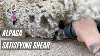 Alpaca Shearing-Satisfying Blanket Removal