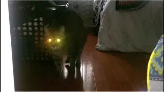 Bakeneko Demon Cat