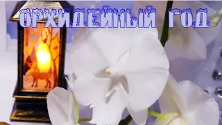 Мой орхидейный год: всё о любимых орхидеях