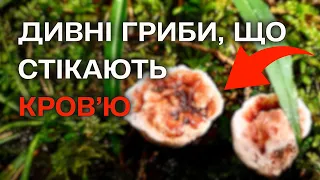 З ГРИБІВ ТЕЧЕ КРОВ!?😱 Ніколи такого не бачила! Хто знає, ЩО ЦЕ ТАКЕ!?🤔