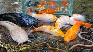 Menemukan Ikan Hias Disungai, Ikan cupang, Ikan Mas, Ikan Koki, Ikan Koi, Belut, Buaya, Lele Albino