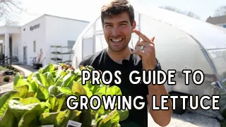 Do THIS To Grow TONS Of Picture Perfect Lettuce!