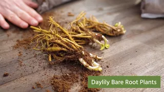 Quick Start Gardening Guide: Bare Root (Hostas + Daylilies)