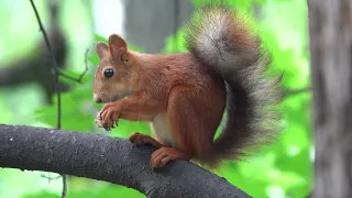 Белка ест орех / Squirrel eats a nut