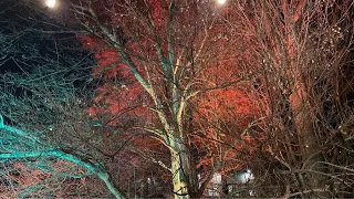 🔴 NYC Live: Lightscape Brooklyn Botanical Garden - 11/30/23