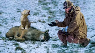 Man Saved Crying Wolf Cub And Her Dying Mama Wolf, Then They Thanked Him In An Amazing Way!