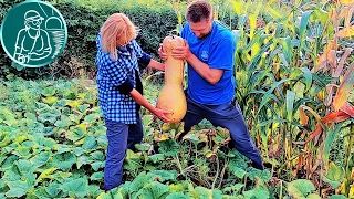 🎃 Planting Butternut Squash 🌿 Pumpkin Cultivation According to Gordeev’s Technology