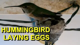 Watch Hummingbird Lay Two Eggs: Emerald is Back!
