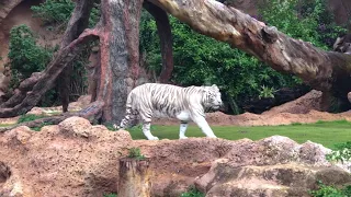 white tiger in Loro Parque Zoo, Tenerife Island, Canaries #shorts#youtubeshorts #travelvlog