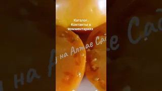 Томат удивит вкусом и урожайностью