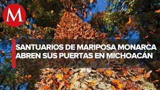 Abren santuarios de la mariposa Monarca en Michoacán