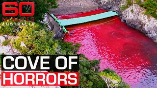 The dolphin massacre that occurs annually in an idyllic Japanese town | 60 Minutes Australia