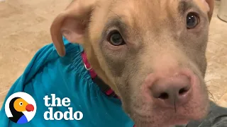 Puppy Found Tied To Pole Is Glued To Her Mom's Side Now  | The Dodo Foster Diaries