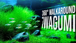 360° Walkaround IWAGUMI Aquarium with hairgrass | 4K Cinematic