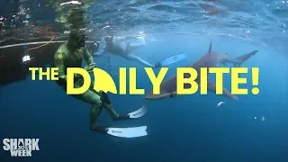 Who's Your Shark Week Hero? | Shark Week's The Daily Bite