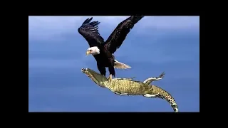 Live: Eagle Attacks 2018 - Most Amazing Moments Of Wild Animal Fights! Wild Discovery Animals 2018