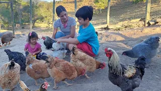 Cuidando das galinhas pra uma boa produção de ovos