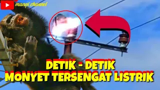 Monyet Kabur Tersengat Listrik ‼️ Berteganggan Tinggi