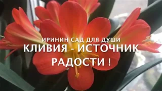 Кливия  - источник радости!