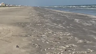 Dead fish washing up on Galveston beaches