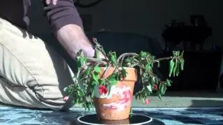 capillary action time lapse physics in nature