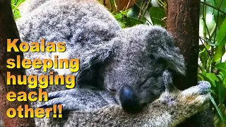 Cute koalas are hugging each other, wow!