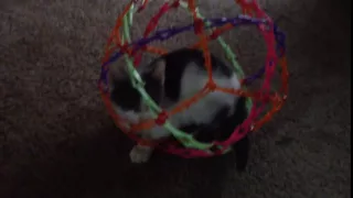 Kitten In A Hoberman Sphere
