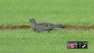 Bird stays around the infield in Arizona