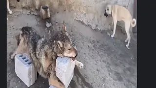 Kangal Dog the Wolf Killer-Was hunting the wolf and killed it