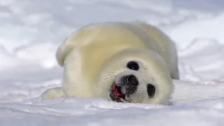 A newly born baby seal, rolling around. They are  dyed yellow by  mother's amniotic fluid.
