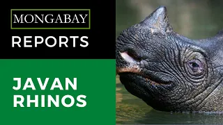 Mongabay Reports: Two new Javan rhino calves spotted in the species’ last holdout