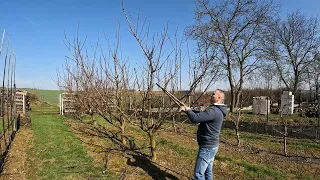 15.03.2024 Jarný rez marhule