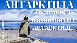 АНТАРКТИДА рослинний і тваринний світ Чи існує там життя?