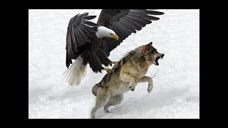 Most Deadly EAGLE Attacks Most Amazing Moments Of Wild Animal Fights ||5 best eagle attacks 2020